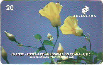 CE-138 - Batata de Purga