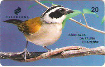 CE-156 - Tico-Tico