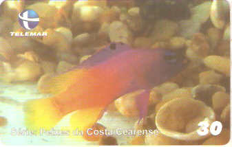 CE-417 - Gramma Loreto
