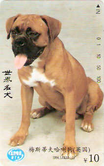CHI-007M - Cachorro