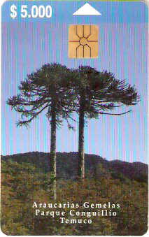CHL-TE-004 - Duas Araucárias