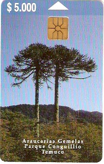 CHL-TE-006 - Duas Araucárias