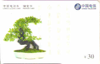 CHN-P-CNT-300-P1 - Bonsai - 2/5
