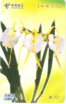 CHN-P-NP-MC-16 - Flores - 2/4