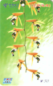 CHN-P-NP-MC-16 - Flores - 3/4