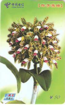 CHN-P-NP-MC-16 - Flores - 4/4