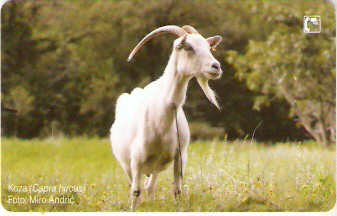 CRO-469 - Cabra