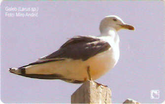 CRO-470 - Gaivota