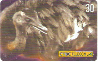 CTBC-T-0646 - Animais - 6/8