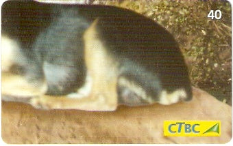 CTBC-T-1123 - Pinscher - 4/4