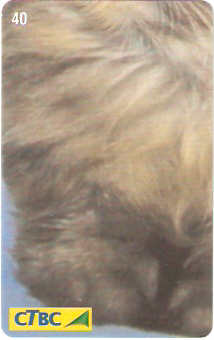 CTBC-T-1126 - Gato de Luxo - 3/4