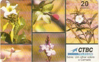 CTBC-T-0244 - As Flores - 12 - B1