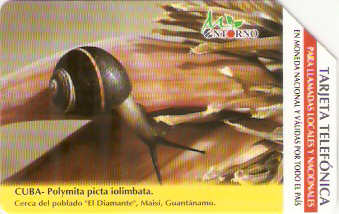 CUB-M-019 - Polymita Picta Iolimbata 1