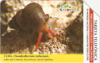 CUB-M-021 - Chonodrothyrium Violaceum