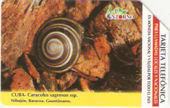 CUB-M-023 - Caracolus Sagemon Ssp