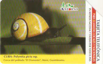 CUB-M-024 - Polymita Picta Ssp