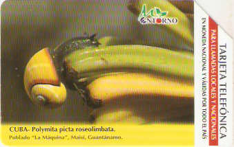 CUB-M-027 - Polymita Picta Rosecolimbata