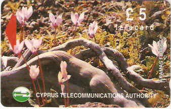 CYP-G-047 - Flores da Floresta 3