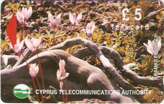 CYP-G-049 - Flores da Floresta 3