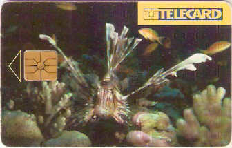 CZR-181 - Peixe