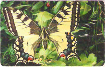 CZR-292 - Borboleta - 1