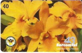 SERC-460 -  Orquídeas 1/3