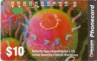 AUS-088 - Ovos de Borboleta