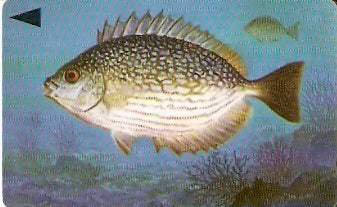 BHN-068 - Streaked Rabbitfish