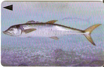 BHN-069 - Spanish Mackerel