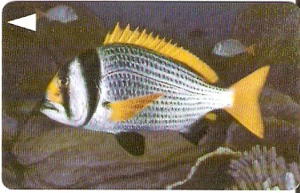 BHN-071 - Doublebar Bream