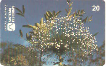 DF-029 - Alma em Flor - 1
