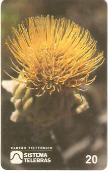 DF-030 - Alma em Flor - 2