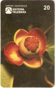 DF-031 - Alma em Flor - 3