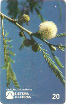 DF-032 - Alma em Flor - 4