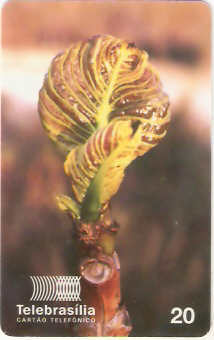 DF-081 - Flores do Cerrado - 01