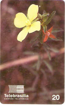 DF-082 - Flores do Cerrado - 02