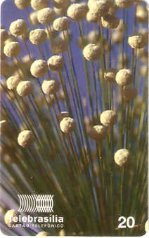 DF-083 - Flores do Cerrado - 03