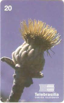 DF-084 - Flores do Cerrado - 04