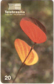 DF-086 - Flores do Cerrado - 06