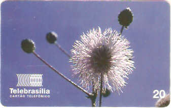 DF-087 - Flores do Cerrado - 07