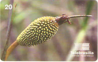 DF-088 - Flores do Cerrado - 08