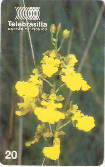 DF-091 - Orquídeas do Cerrado - 1
