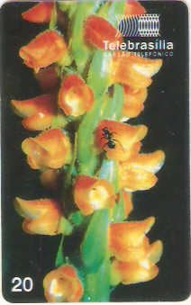 DF-093 - Orquídeas do Cerrado - 3