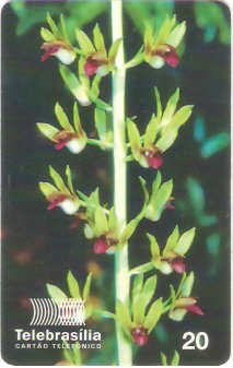 DF-094 - Orquídeas do Cerrado - 4