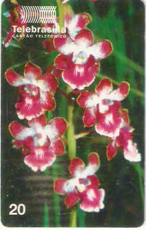 DF-095 - Orquídeas do Cerrado - 5