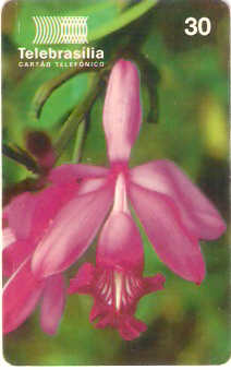 DF-098 - Orquídeas - 1