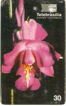 DF-099M - Orquídeas - 2