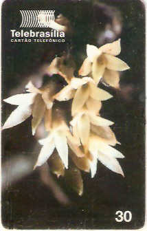 DF-100 - Orquídeas - 3