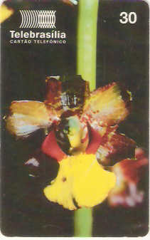 DF-101 - Orquídeas - 4