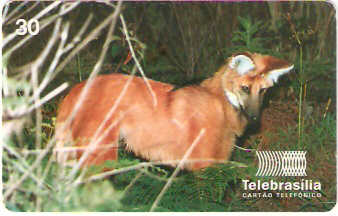 DF-132 - Lobo-Guará